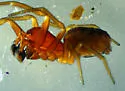 Tolkienus longispinus - photo 2