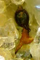 Tolkienus longispinus - photo 3