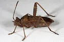 Tollius curtulus