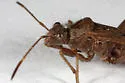 Tollius curtulus - photo 2