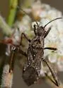 Tollius curtulus - photo 3