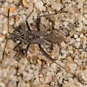 Tollius curtulus - photo 4