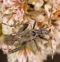 Tollius curtulus - photo 5