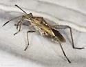 Tollius setosus - Tollius setosus
