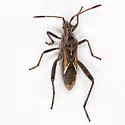 Tollius setosus - photo 2
