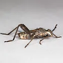Tollius setosus - photo 3