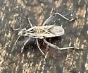 Tollius setosus - photo 4