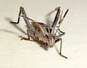 Tollius setosus - photo 5