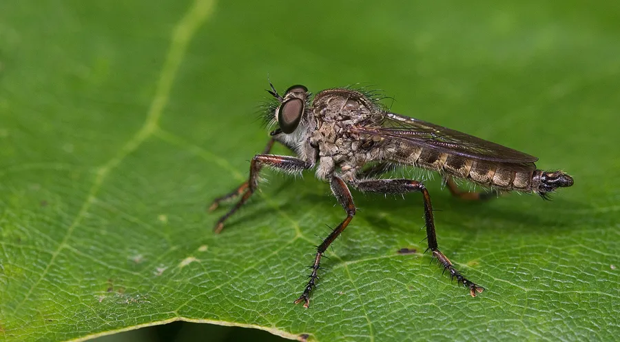 kite-tailed robberfly - photo 2