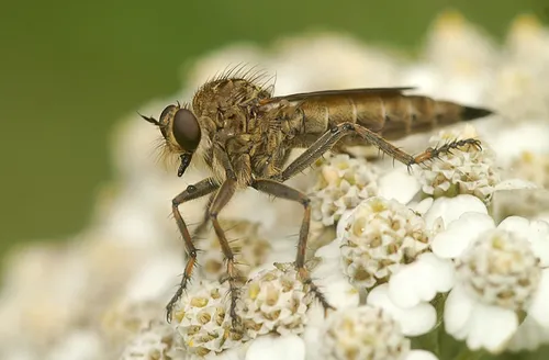 brown heath robberfly