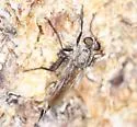 Tolmerus vescus - photo 2