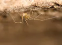 Tolus appalachius