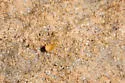 Tolus appalachius - photo 2