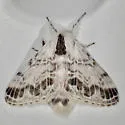 Tolype austella - Hodges#7671 - photo 4
