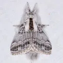 Tolype distincta - Hodges#7677