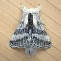 Tolype distincta - Hodges#7677 - photo 4