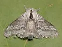 Tolype glenwoodii - Hodges#7676 - photo 3