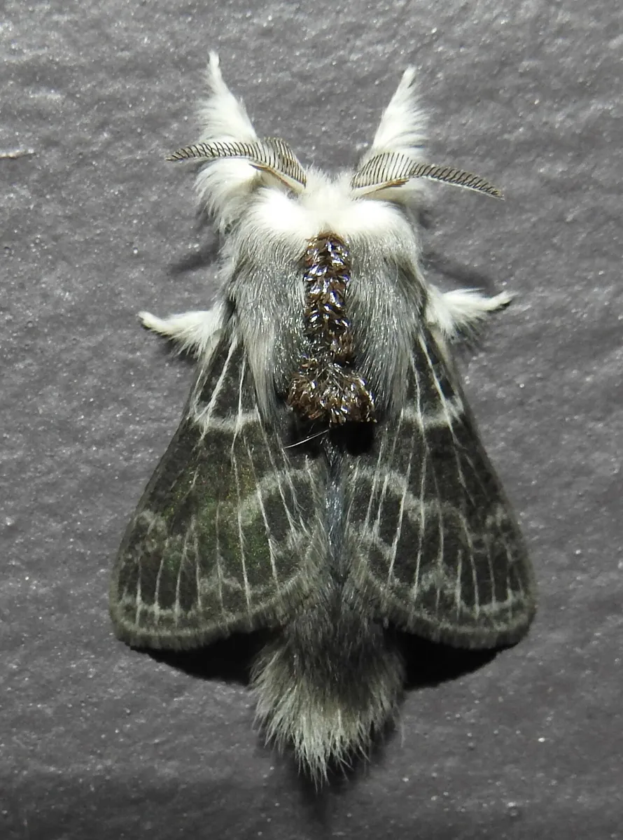 Larch Tolype Moth - photo 3