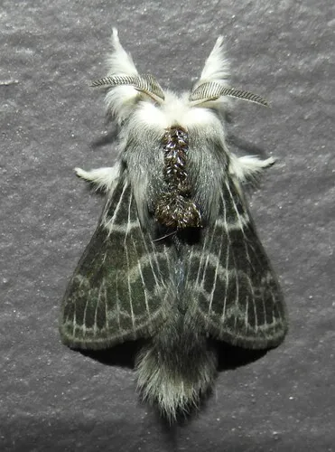 Larch Tolype Moth - photo 4