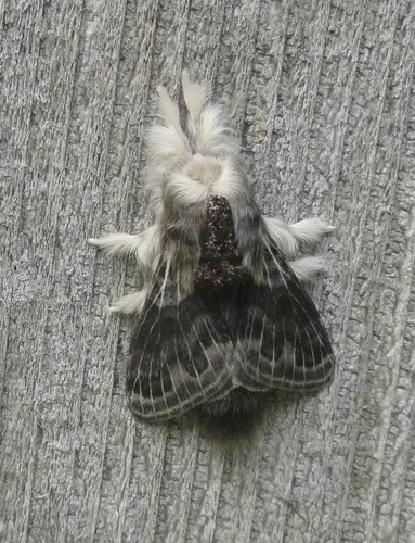 Larch Tolype Moth - photo 5