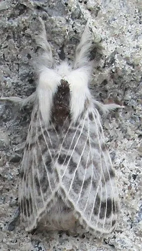 Larch Tolype Moth - photo 6