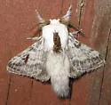 Tolype lowriei - Hodges#7680