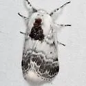 Tolype mayelisae - Hodges#7672