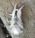 Southern Tolype moth - Hodges#7675 - photo 2