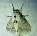 Southern Tolype moth - Hodges#7675 - photo 4