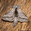 Tolype nigricaria - Hodges#7678