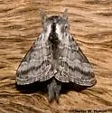 Tolype nigricaria - Hodges#7678 - photo 2