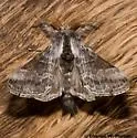 Tolype nigricaria - Hodges#7678 - photo 3