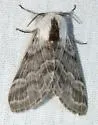 Tolype nigricaria - Hodges#7678 - photo 4