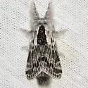 Small Tolype - Hodges#7674 - photo 2