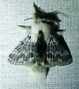 Small Tolype - Hodges#7674 - photo 4