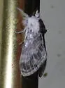 Small Tolype - Hodges#7674 - photo 5