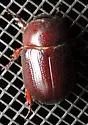 Tomarus subtropicus - photo 4