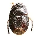 Tominotus communis