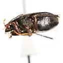 Tominotus communis - photo 2
