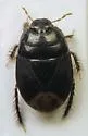 Tominotus communis - photo 3