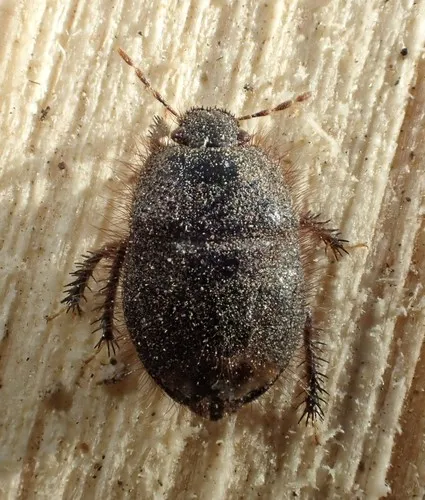 Tominotus conformis