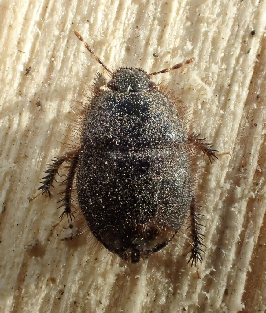 Tominotus conformis - photo 2