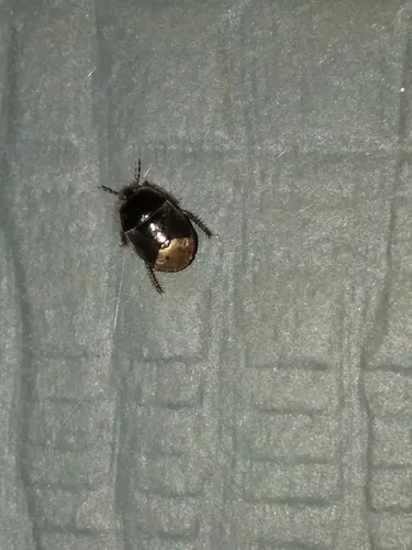Tominotus hogenhoferi