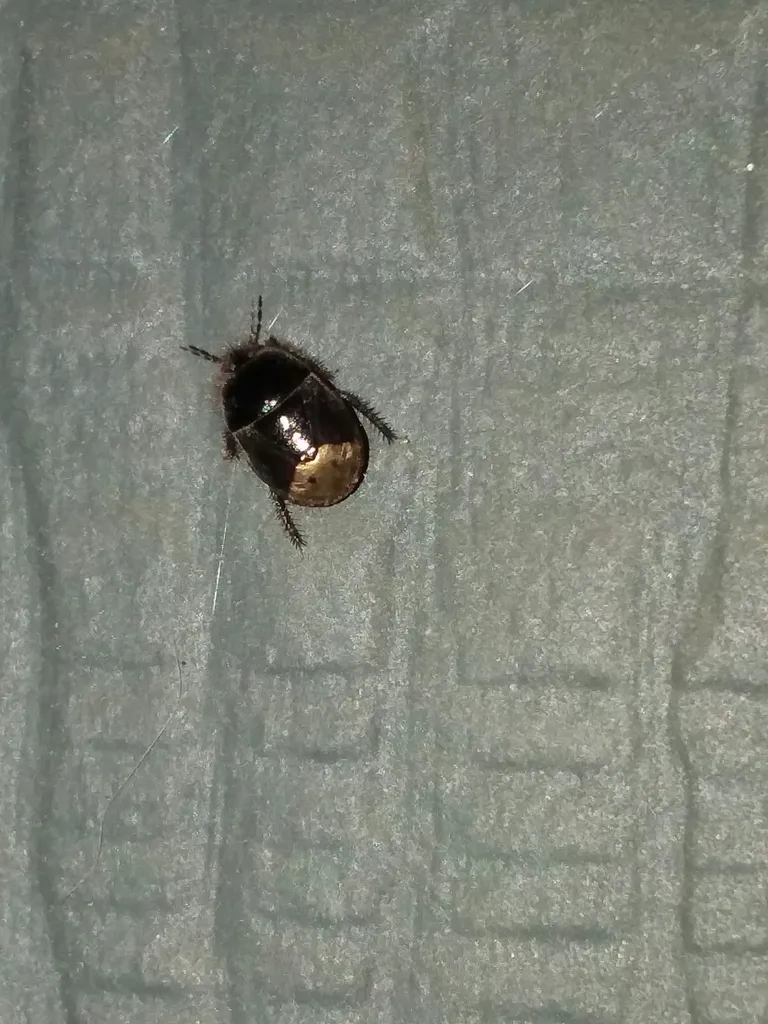 Tominotus hogenhoferi - photo 2
