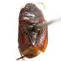 Tominotus unisetosus