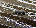 Tomocerus minor - photo 2
