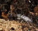 Tomocerus minor - photo 4