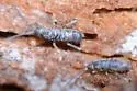 Tomocerus minor - photo 5