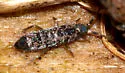 Tomocerus vulgaris