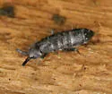 Tomocerus vulgaris - photo 2